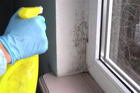 Does State Farm Cover Mold In House Insurance